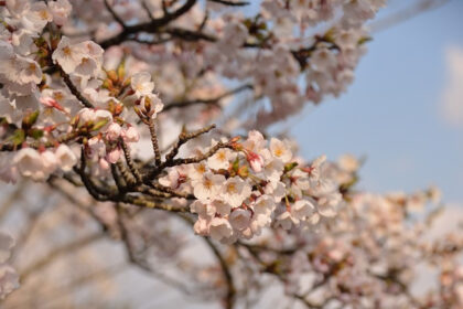 蛸島駅桜